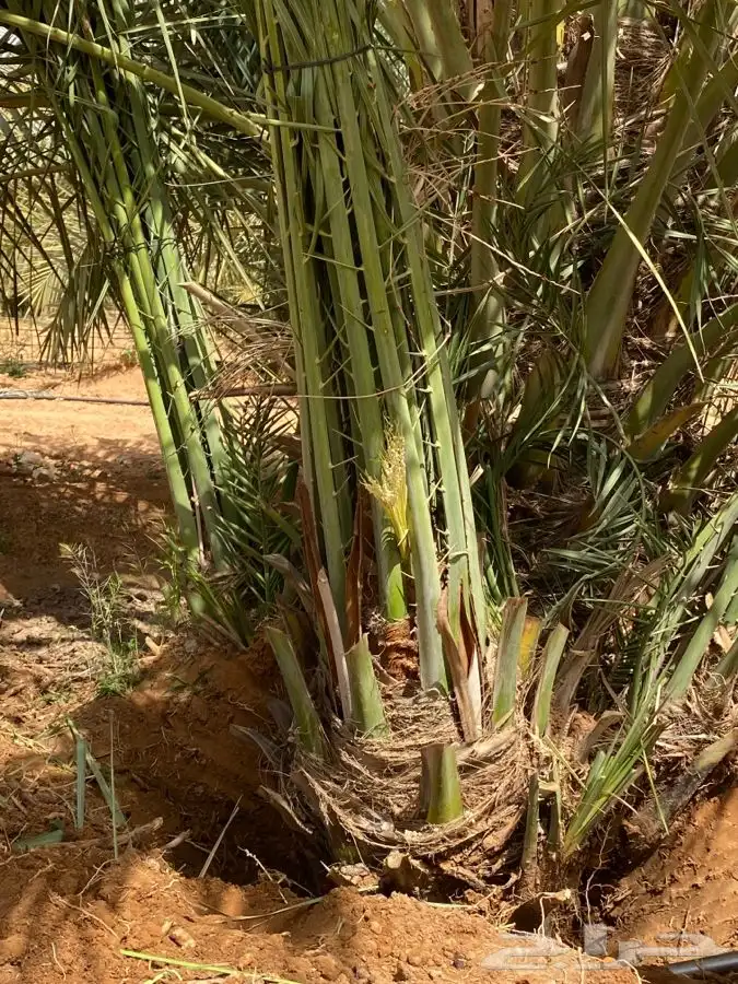 صقعي درجه اولى 1