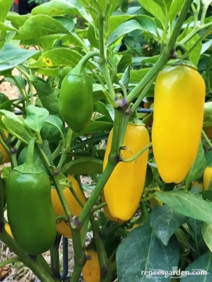 بذور الفلفل الحلو (كارباثيا) النادر بجدة 1