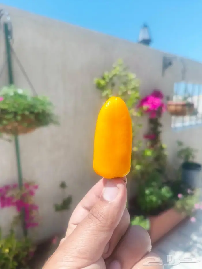 بذور الفلفل الحلو (كارباثيا) النادر بجدة 2