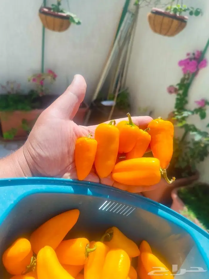 بذور الفلفل الحلو (كارباثيا) النادر بجدة 3