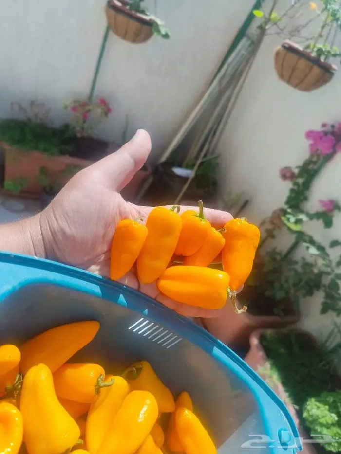بذور الفلفل الحلو (كارباثيا) النادر بجدة 4