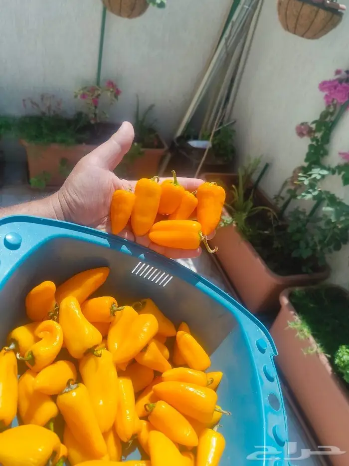 بذور الفلفل الحلو (كارباثيا) النادر بجدة 5