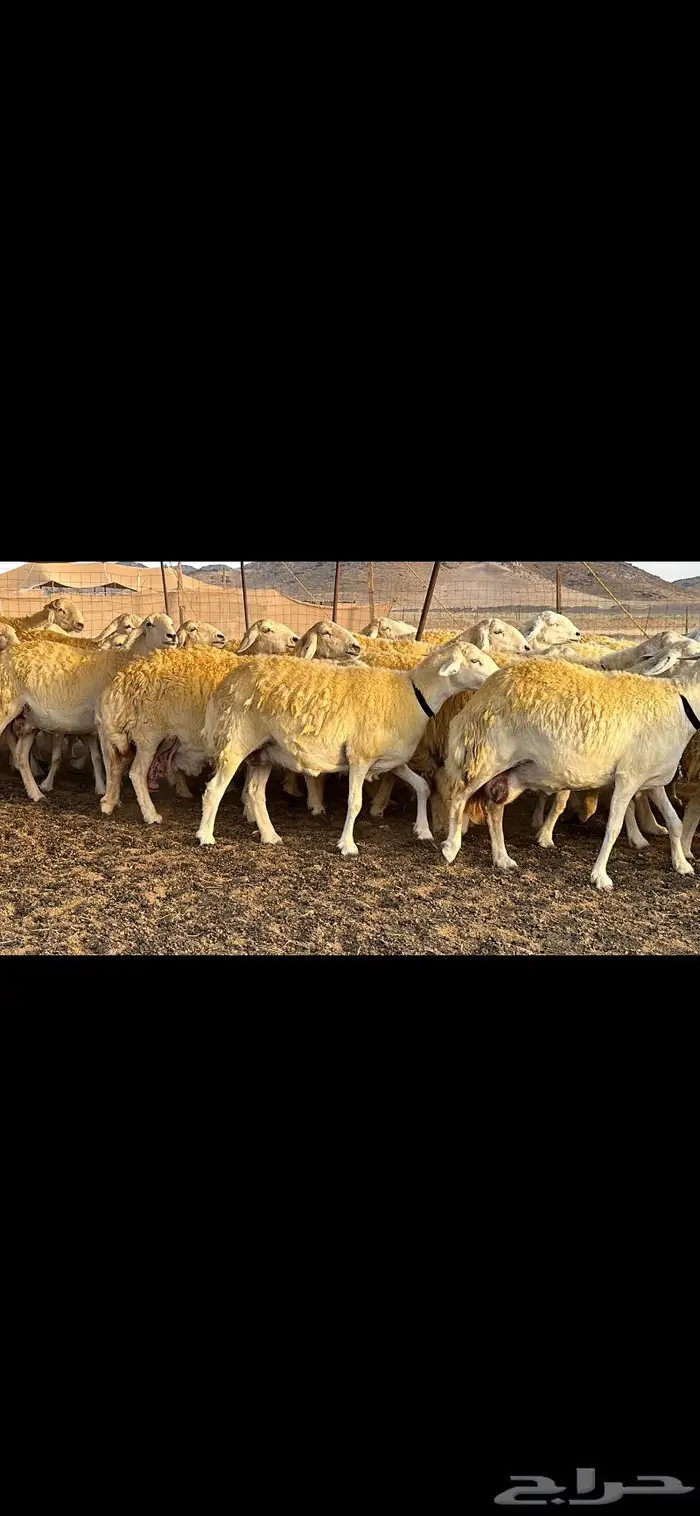 حريات صنف الصنف ( تم البيع ) 4
