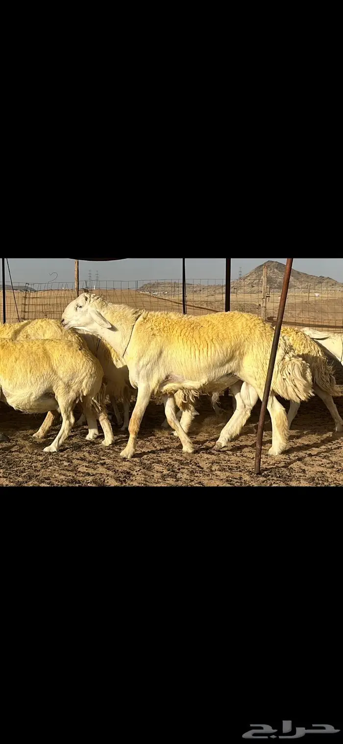 حريات صنف الصنف ( تم البيع ) 6