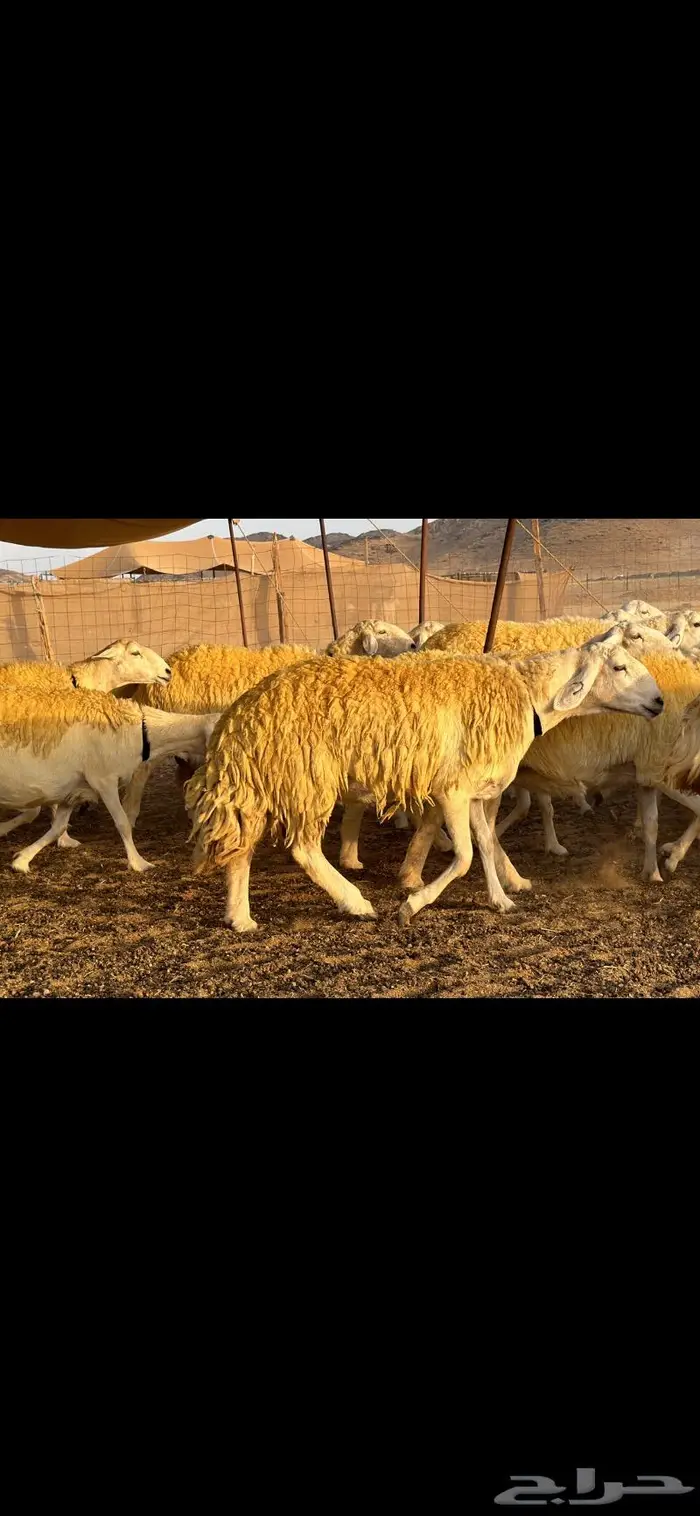 حريات صنف الصنف ( تم البيع ) 7