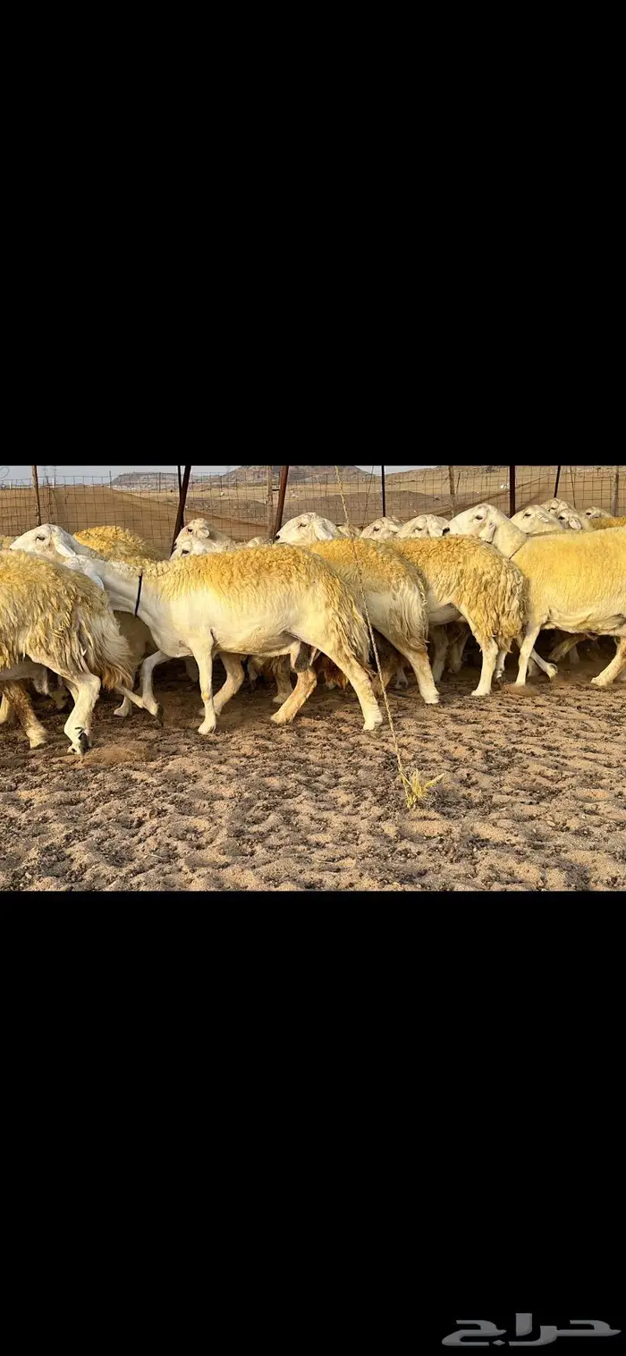 حريات صنف الصنف ( تم البيع ) 9