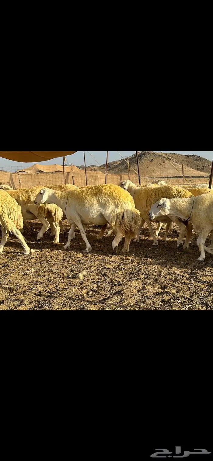 حريات صنف الصنف ( تم البيع ) 1