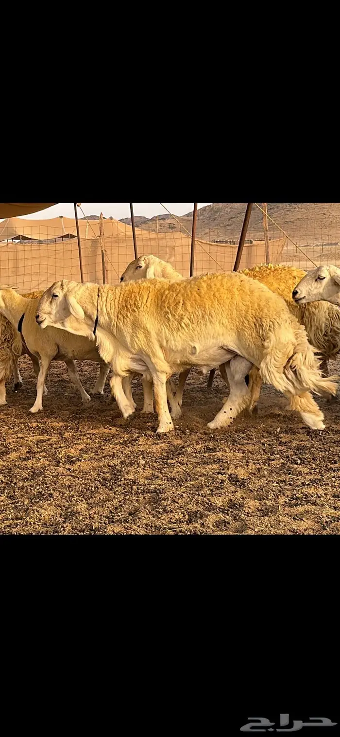 حريات صنف الصنف ( تم البيع ) 0