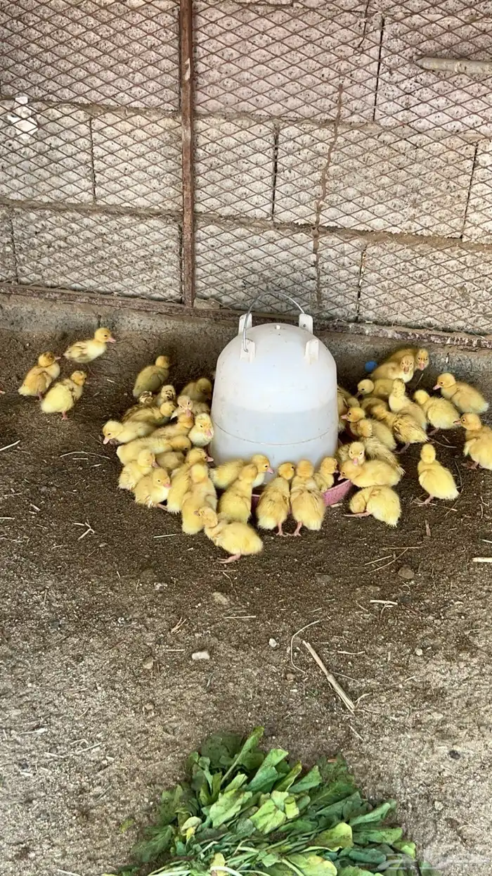 صوص بط بكيني 5