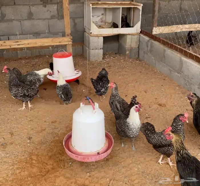 بيض بلدي للبيع الرياض 5