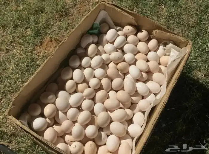 بيض بلدي طازج للبيع 12