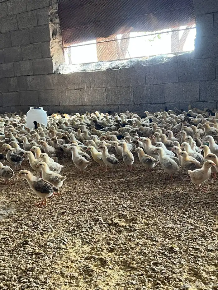 صوص صيصان فروخ بلدي عدد10الف الالوان فواتح 9
