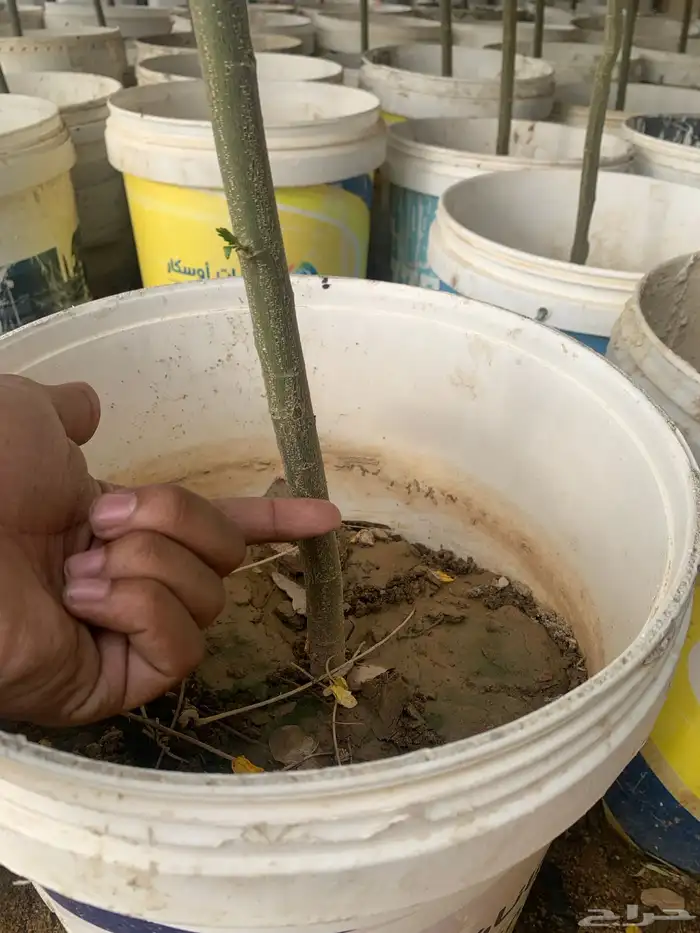 اشجار أكاسيا جلوكا 2