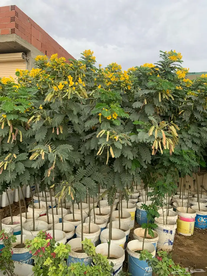 اشجار أكاسيا جلوكا 0