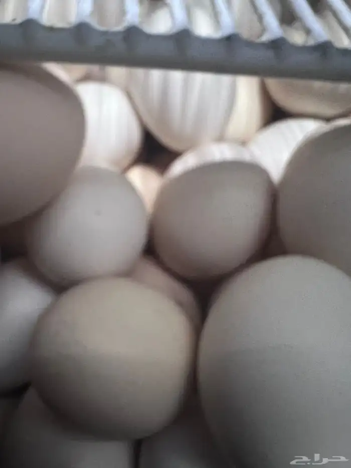 بيض بلدي طازج تجميع يومي 2