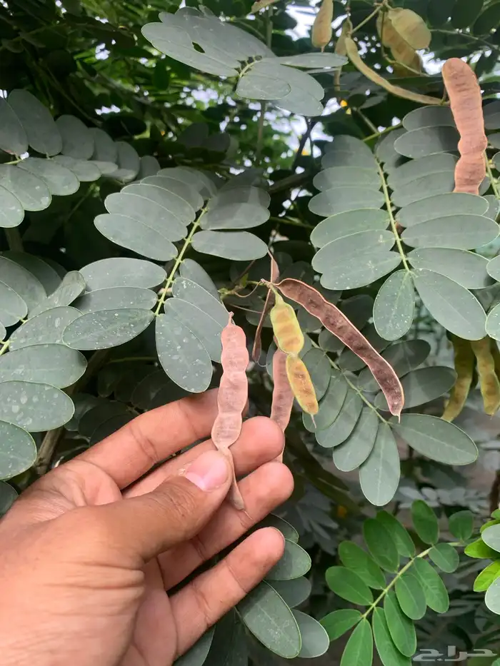 اشجار أكاسيا جلوكا 1