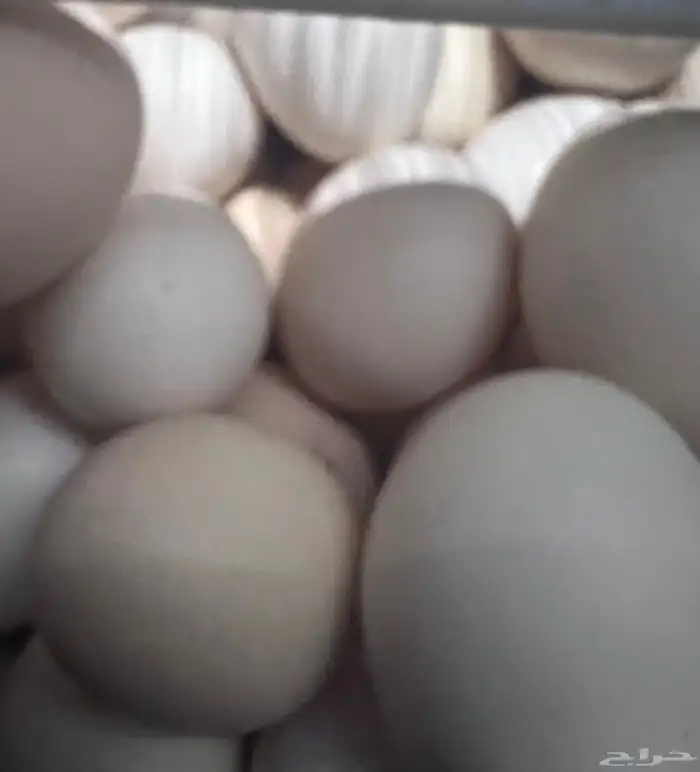 بيض بلدي للبيع الرياض 3