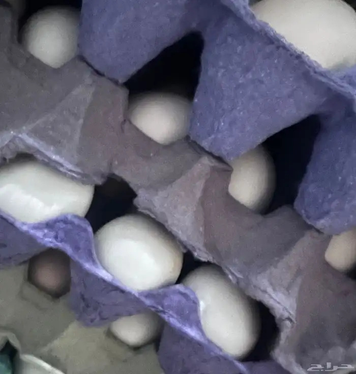 بيض بلدي طازج تجميع يومي 3