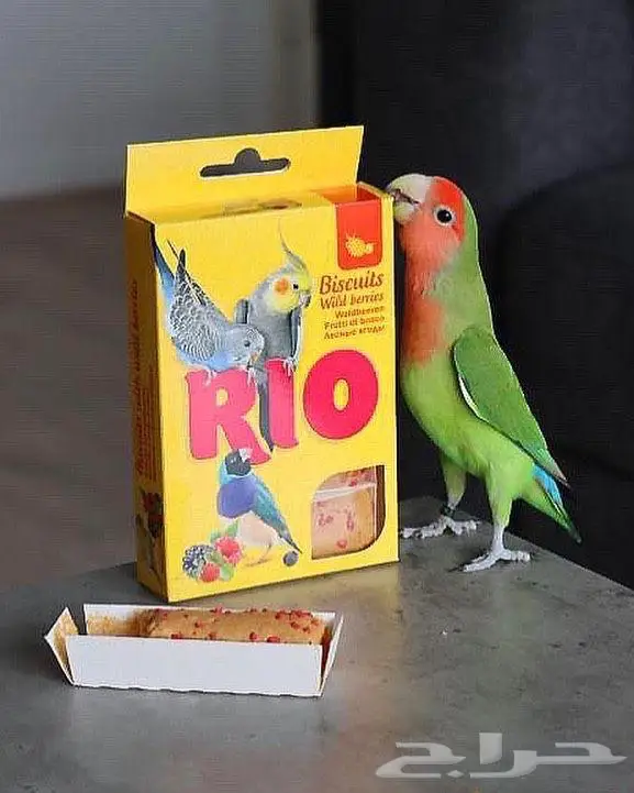 اكل طيور سيريلاك مكملات غذاء انتاج روز كاسكو مكاو كروان 2