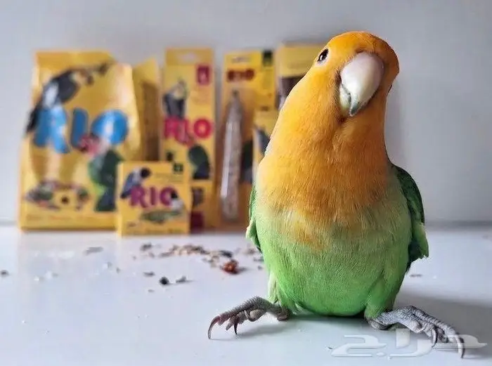 اكل طيور سيريلاك مكملات غذاء انتاج روز كاسكو مكاو كروان 1