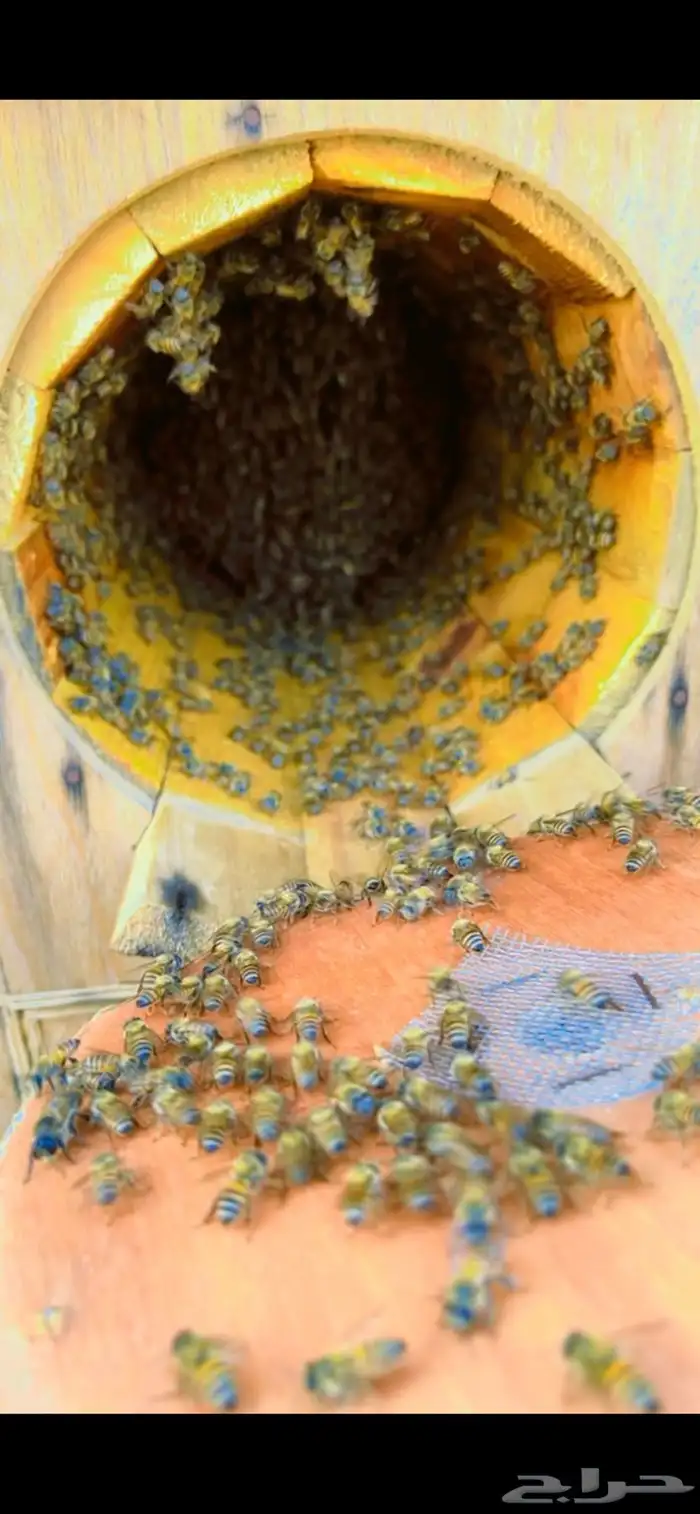 عسل جبلي صافي من منحلي شخصي ا بلدي 15