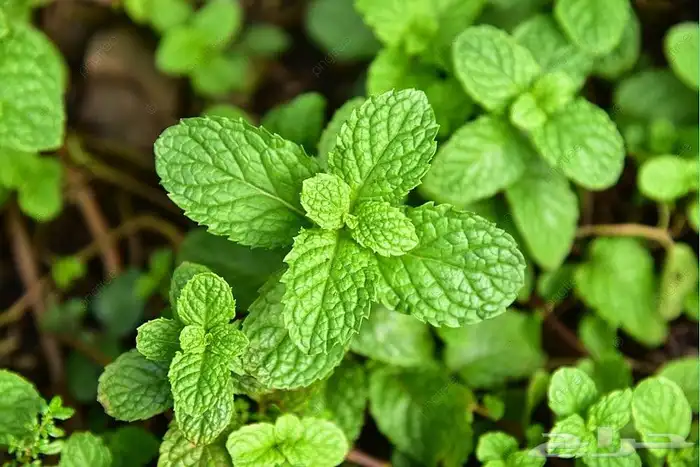 عطريات شتلات ريحان روز ماري برك نعناع حبق شذاب عطره وزاب 3