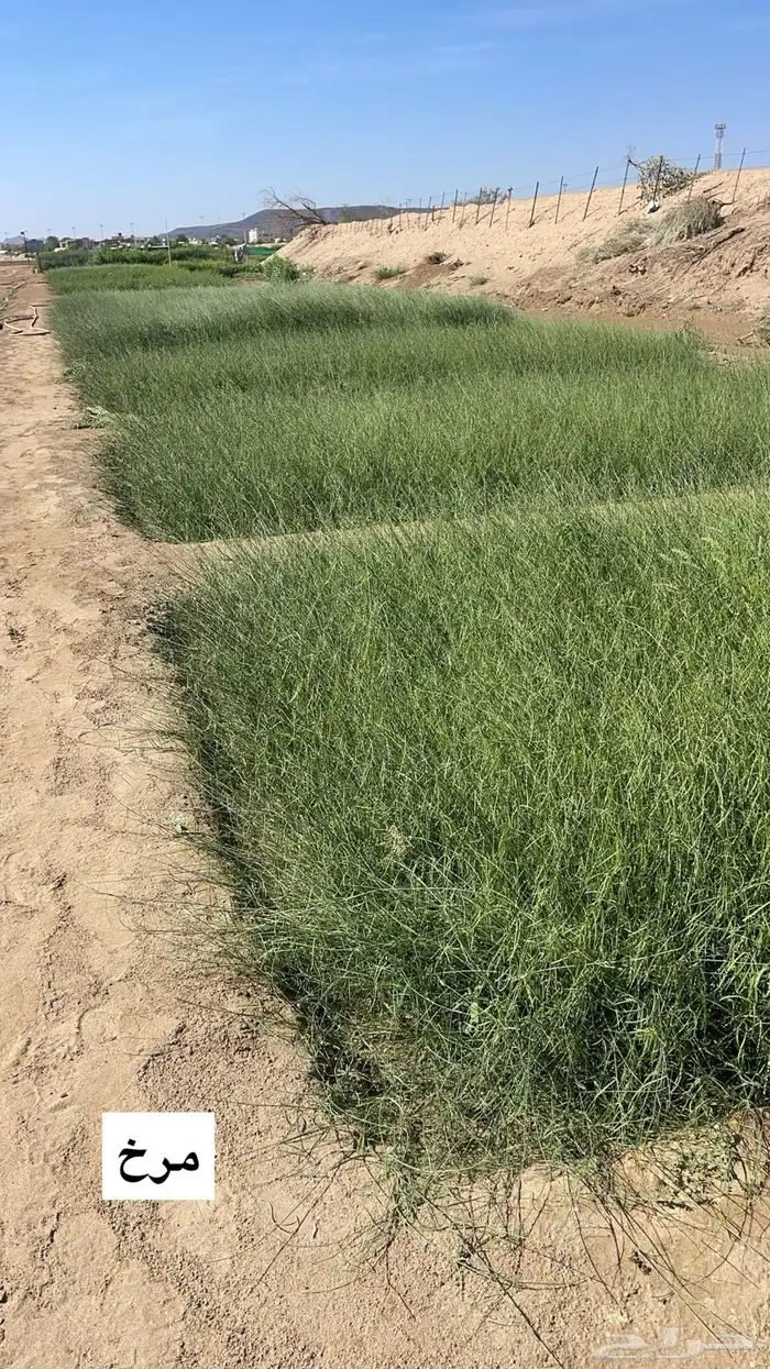 أشجار بريه بالجملة 7