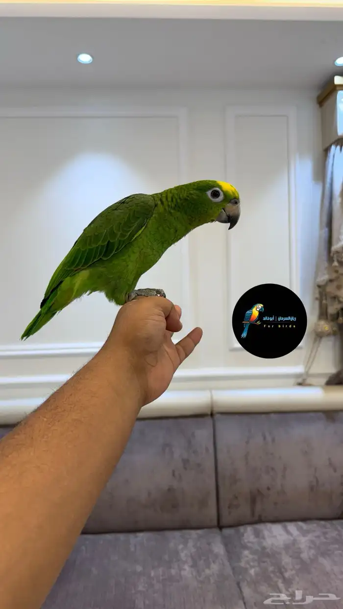 فرخ امزوني يلوكراون اليف حمامه وحار يحتاج ملقن شاطر تم البيع 5