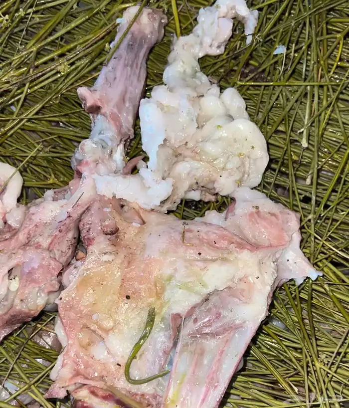 مرخ طازج الحنيذ والمندي يقطف يوم طلبك 1