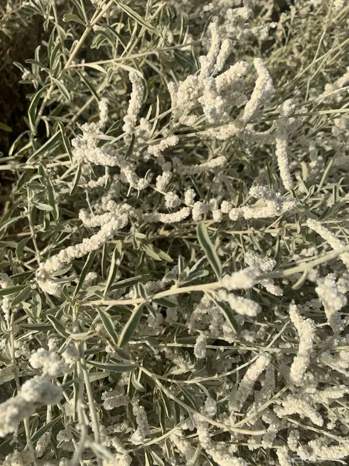 بذور الراء الجاوي - الطرف 2