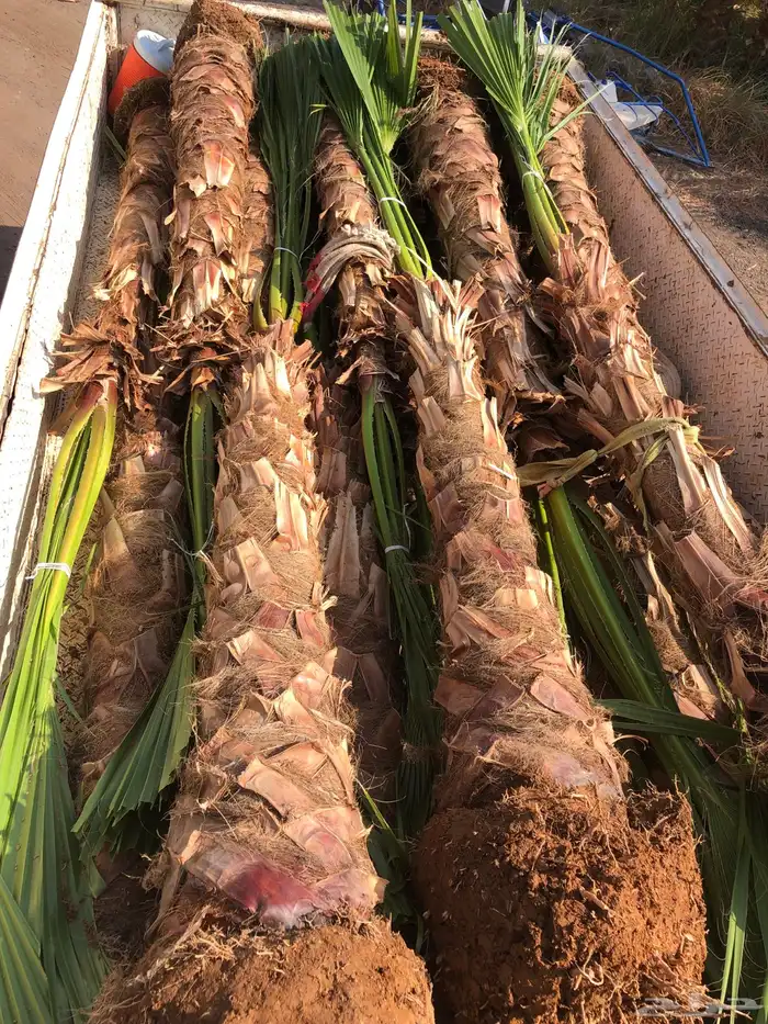 نخيل اجود انواع النخل 5