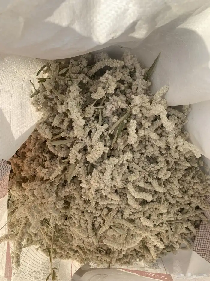 بذور الراء الجاوي - الطرف 1