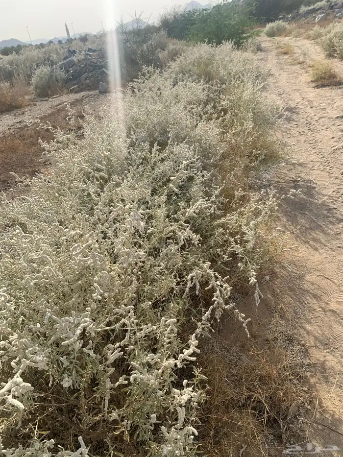 بذور الراء الجاوي - الطرف 0