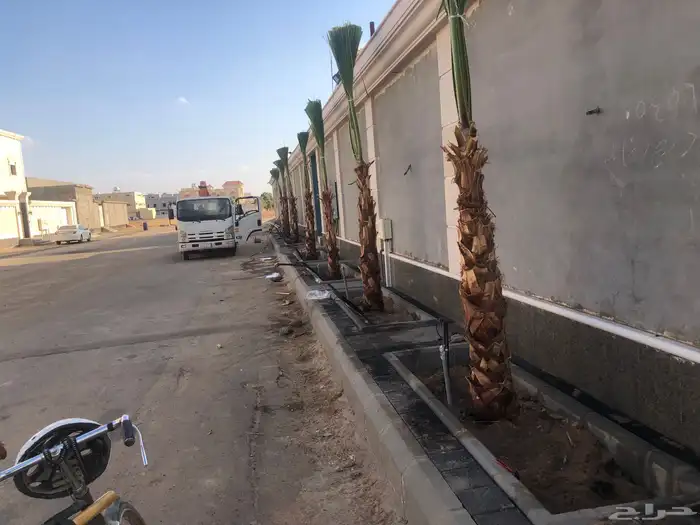 نخيل اجود انواع النخل 4