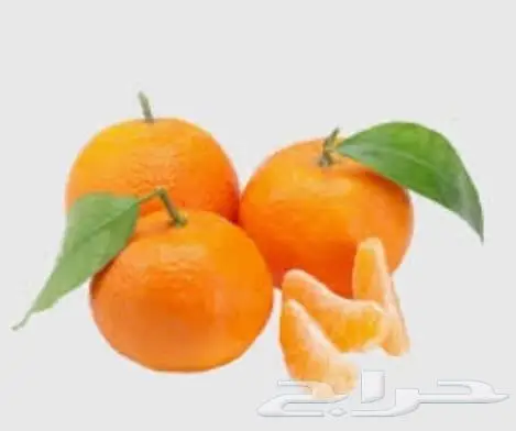 شتلات يوسف أفندي 15ريال 1