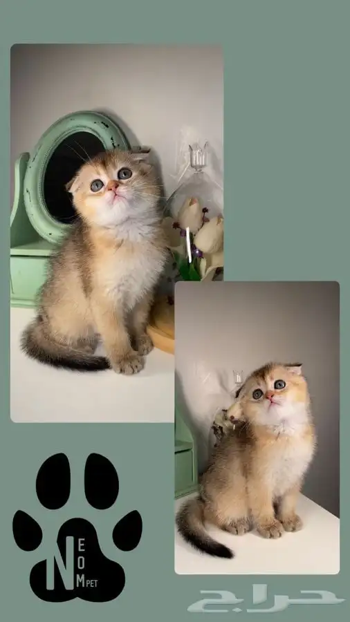 كيتن قطط للبيع قطط جدة شيرازي سكوتش فولد هملايا انثى ذكر قطه 3