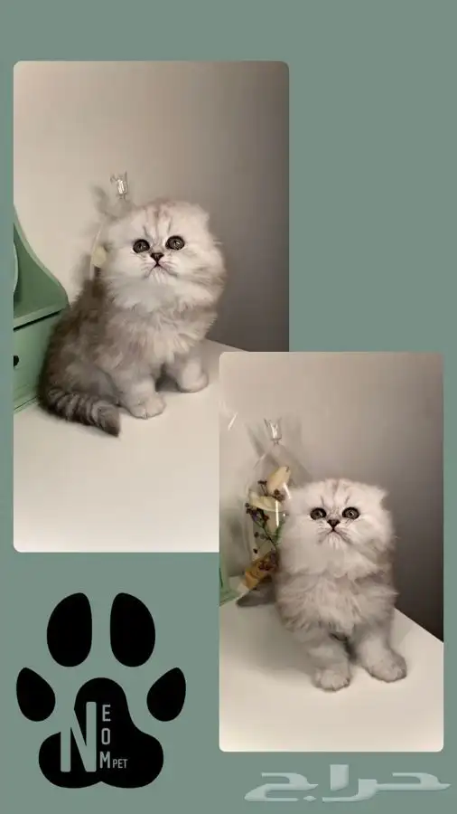 كيتن قطط للبيع قطط جدة شيرازي سكوتش فولد هملايا انثى ذكر قطه 2