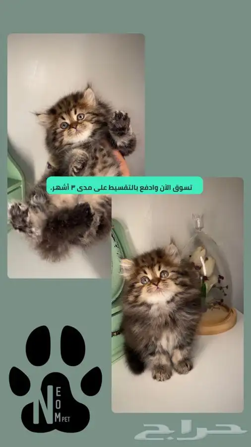 كيتن قطط للبيع قطط جدة شيرازي سكوتش فولد هملايا انثى ذكر قطه 1