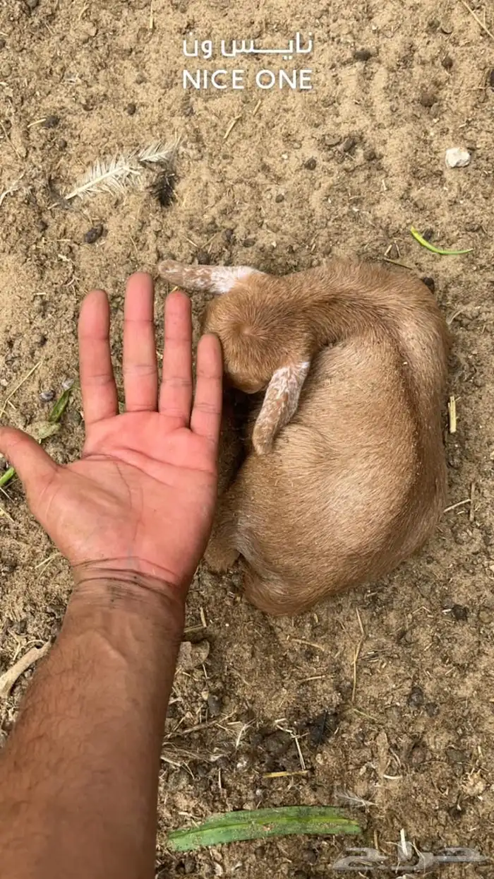 جفره قزميه 0