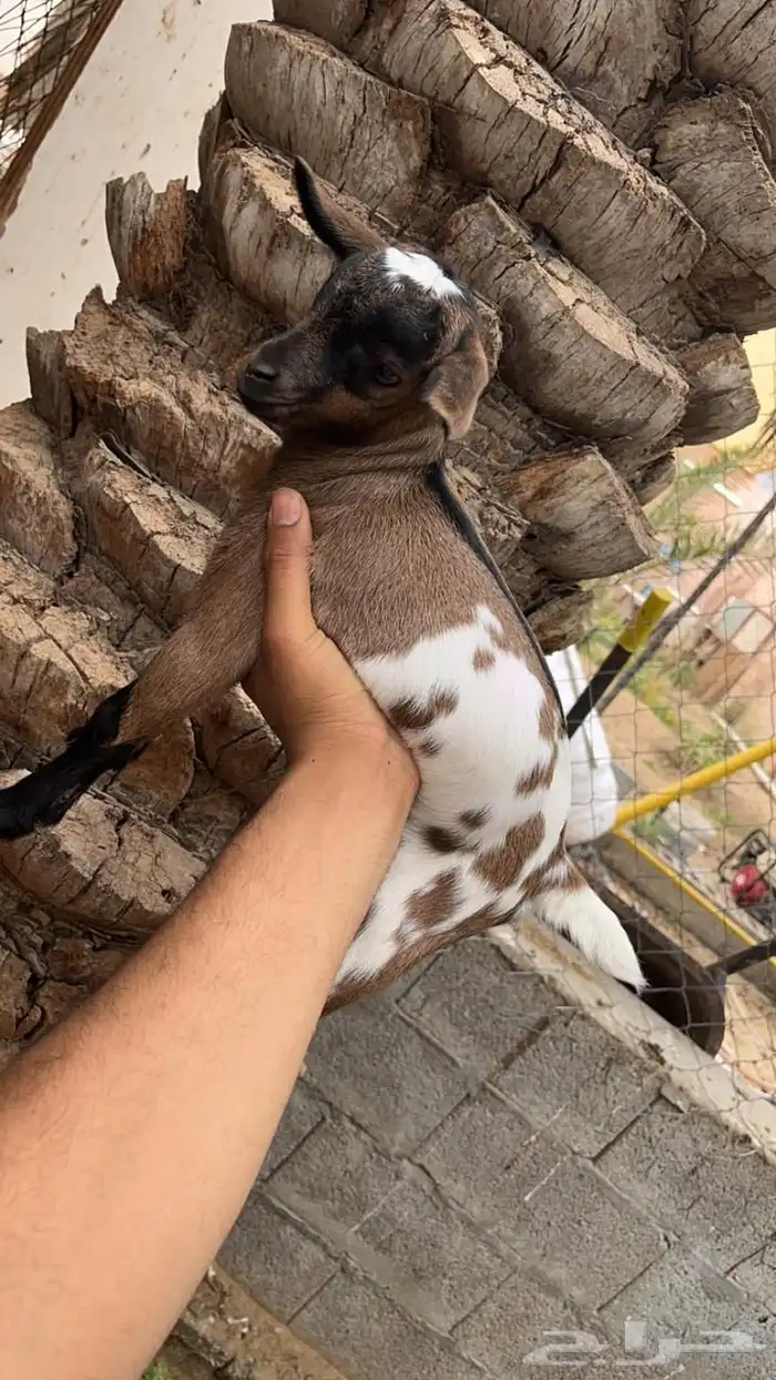 جفره قزميه 1