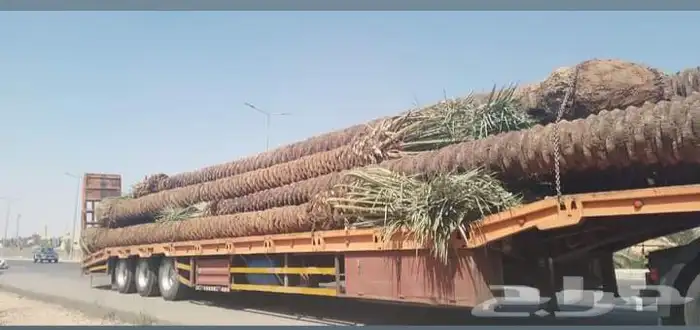 تصدير النخيل الى مصر وجميع دول الخليج 0