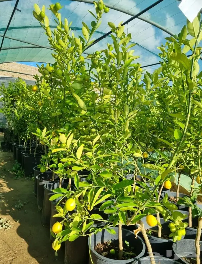 شتلات ليمون صيني 15ريال 1