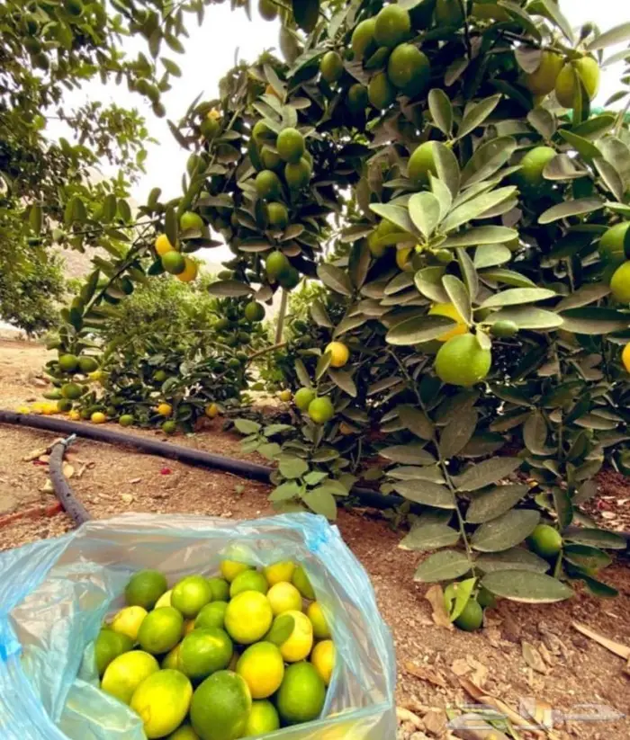 شتلات ليمون صيني 15ريال 0