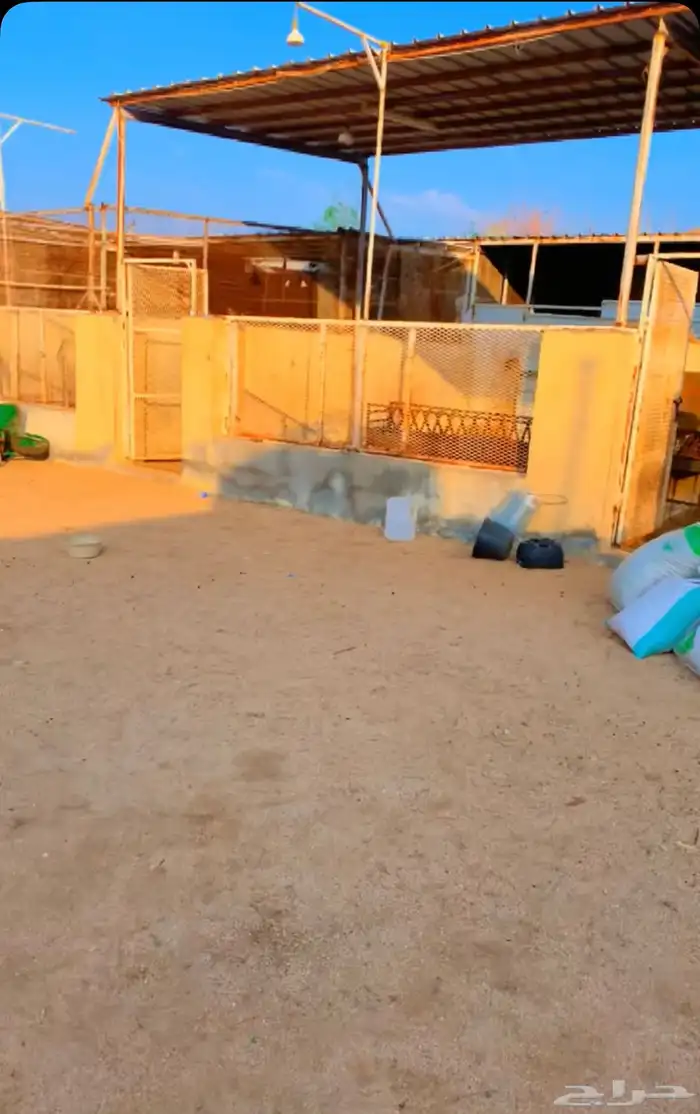 حظائر أغنام للايجار 1