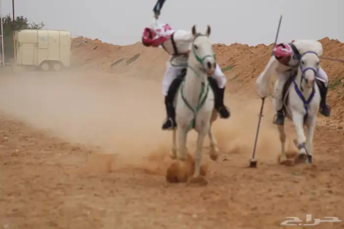 خيل 7