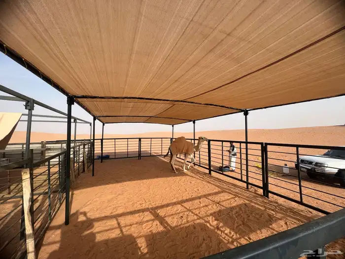 شبوك ابل مضلا ابل 3