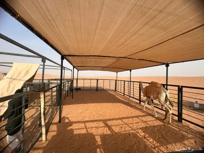 شبوك ابل مضلا ابل 2