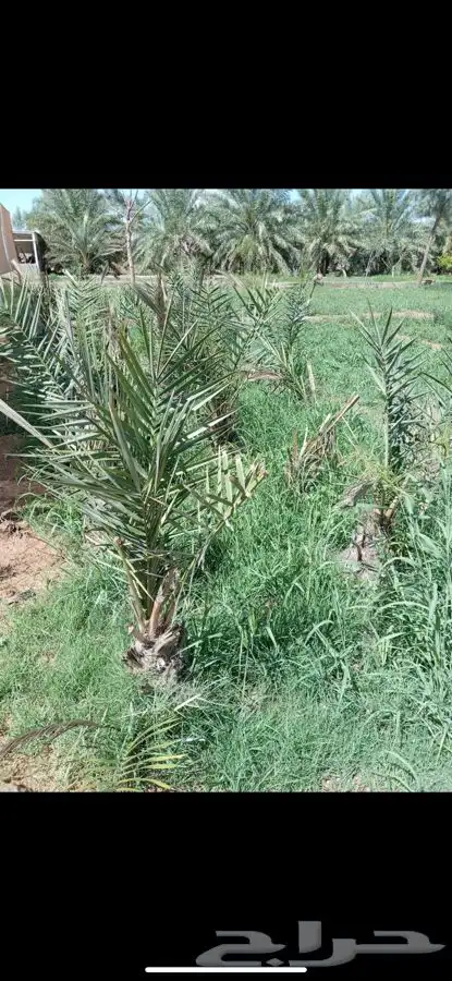 للبيع فسايل سكري 0