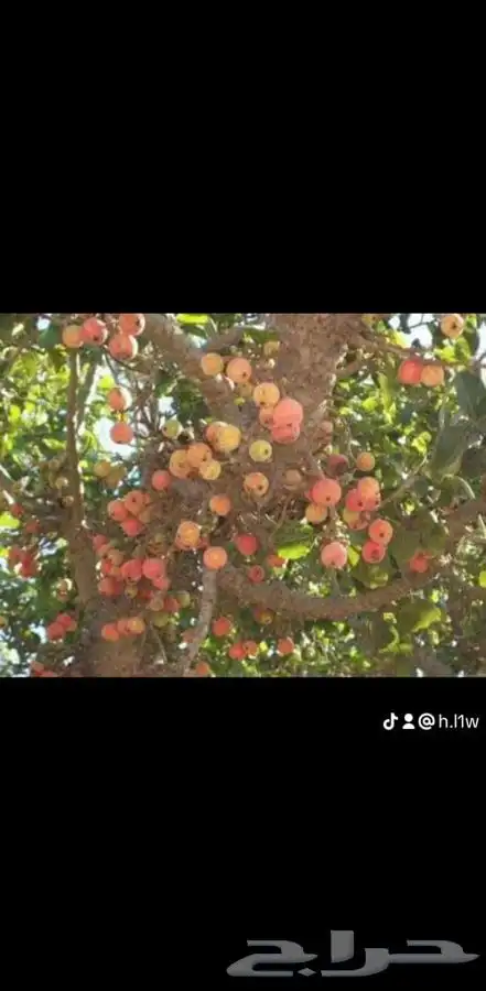 شجرة الجميز النادرة 6