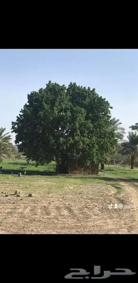 شجرة الجميز النادرة 0